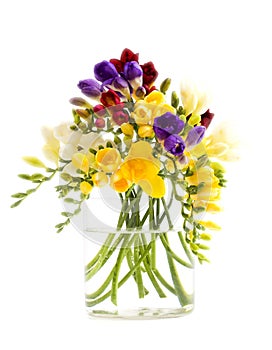 Freesia flowers photo