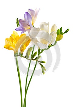 Freesia flowers photo