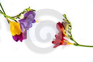 Freesia flowers and blank postcard on white