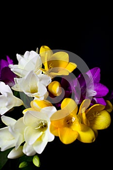 Freesia flowers isolated on the black backgroun