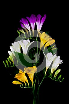 Freesia flowers isolated on the black backgroun