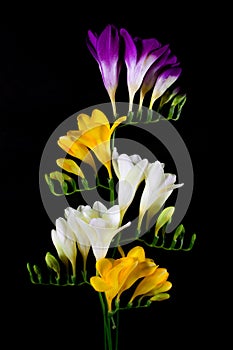 Freesia flowers isolated on the black backgroun