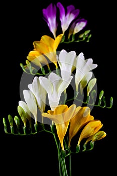 Freesia flowers isolated on the black backgroun