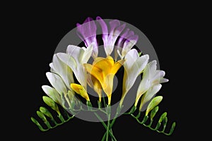 Freesia flowers isolated on the black backgroun