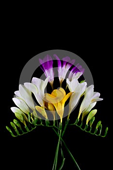 Freesia flowers isolated on the black backgroun