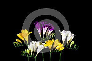 Freesia flowers isolated on the black backgroun