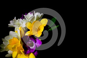 Freesia flowers isolated on the black backgroun