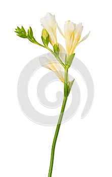 Freesia flowers twig bloom isolated on white