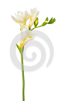 Freesia flowers twig blooming isolated on white