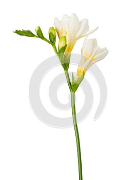 Freesia flowers twig blossoming bloom isolated on white