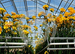 Freesia in greenhouse