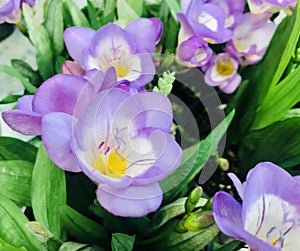 Freesia nano ancona, Purple flowers close up.