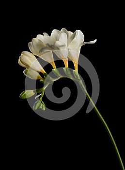 Freesia stem with white blooming flowers and buds isolated on black