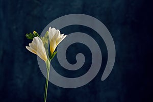 Freesia twig with buds and flowers over dark blue background