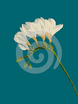 Freesia white blooming flower twig illustration isolated