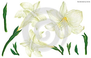 Freesia white flowers and buds, watercolor
