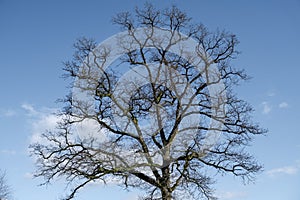 freestanding dry tree against the sky. Ecology concept, environmental protection. Place for text