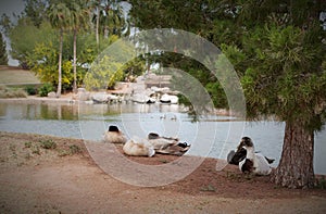 Freestone Park Pond, Gilbert, Arizona