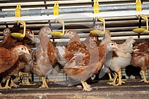 Freewheel brown laying hens late in the stable