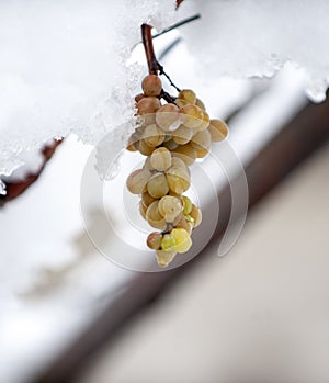 Freez bunch of grapes at winter, DOF is shalow photo