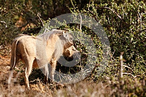 Freez - Phacochoerus africanus The common warthog