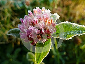 Freeze detail nature purple wild flower