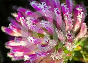 Freeze detail nature purple wild flower photo