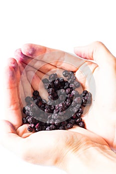 Freeze dried blueberries on a white background.