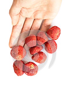 Freeze dried strawberry on hand, on a white background. photo