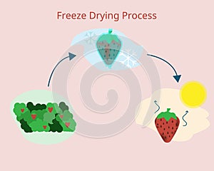 Freeze drying process to freeze and dried fruit before selling vector