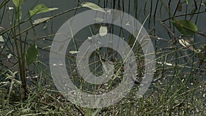 Freeze grass snake, natrix on pond with duckweed
