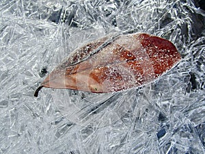 Freeze leaves