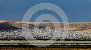 Freezeout Lakes Snowgeese