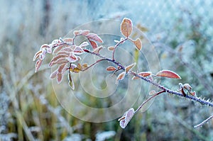 Freezing branch.