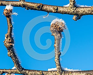 Freezing and cold winter in Denmark