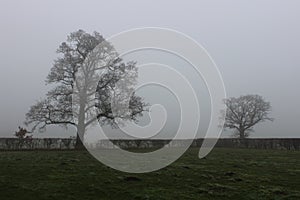 Freezing fog on a British January day