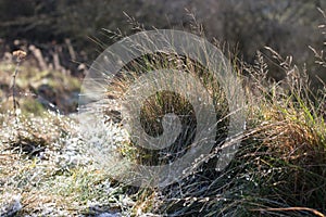 Frosty grass tuft with frozen dew drops shimmering in winter sunshine, close-up