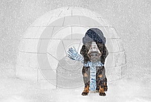 Freezing icy dog in snow and igloo