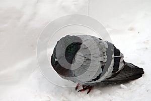 Freezing pigeon