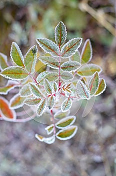 Freezing plant.
