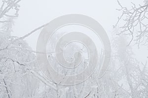 Freezing rain covered the trees and surface in a park forest