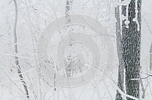 Freezing rain covered the trees and surface in a park forest