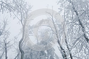 Freezing rain covered the trees and surface in a park forest