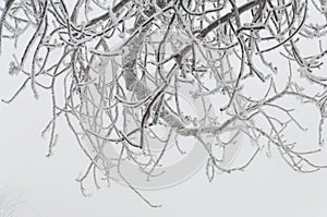 Freezing rain covered the trees and surface in a park forest