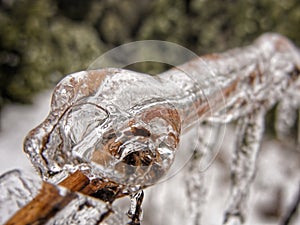 Freezing rain ice formation macro on wisteria vine