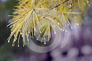 Pine branch with frozen water droplets on pine needles;