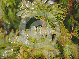 Freezing rain in winter. Anomalous natural phenomena.