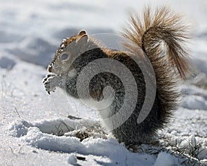 Freezing Squirrel Snacks on a Cold Winter Day