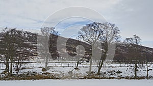 A freezing Treeline amongst the Post and wire Fencing of the Fields on the Valley Floor at Glen Esk.