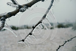 Freezing winter weather with ice on tree